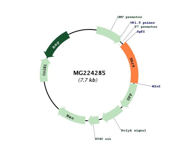 Circular map for MG224285