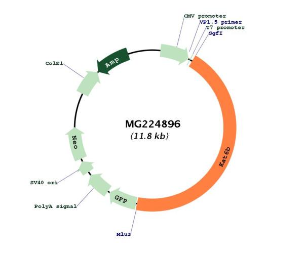 Circular map for MG224896