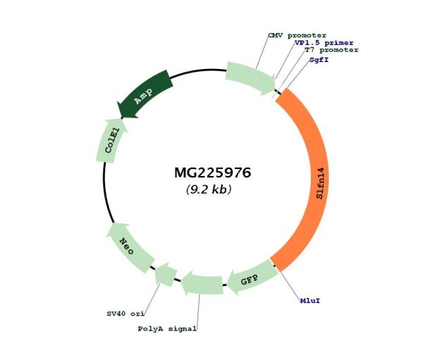 Circular map for MG225976