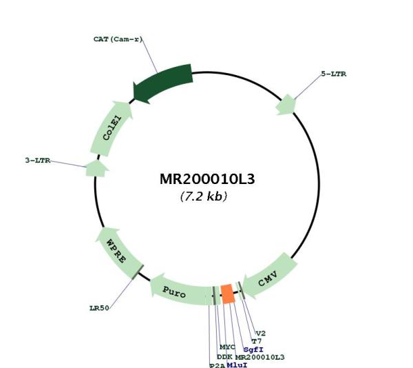 Circular map for MR200010L3