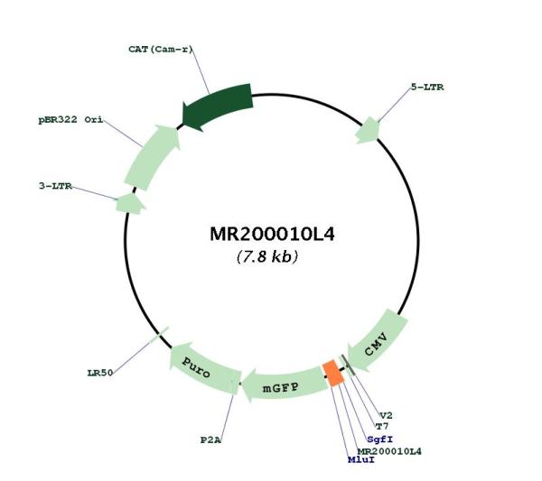 Circular map for MR200010L4