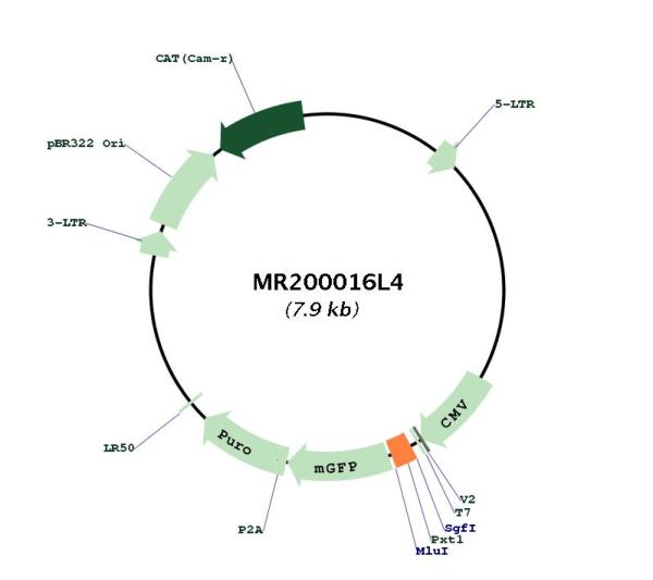 Circular map for MR200016L4