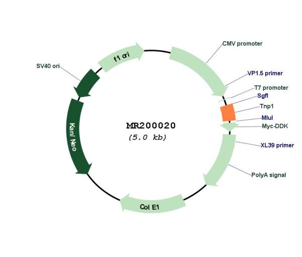 Circular map for MR200020