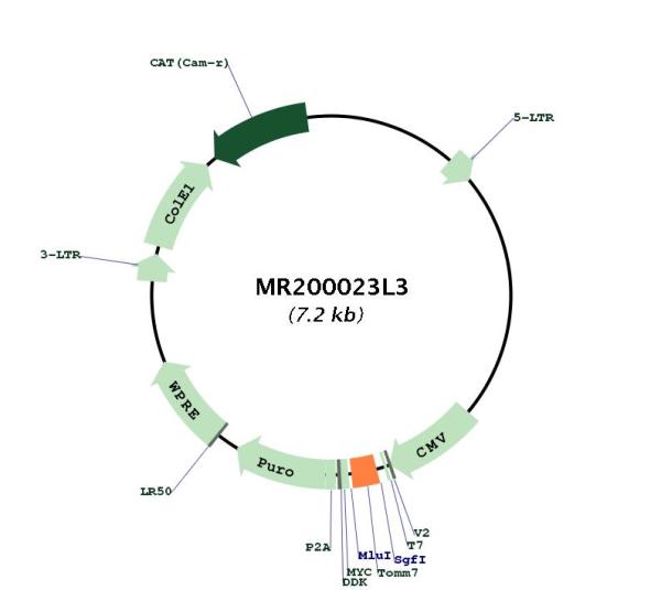 Circular map for MR200023L3