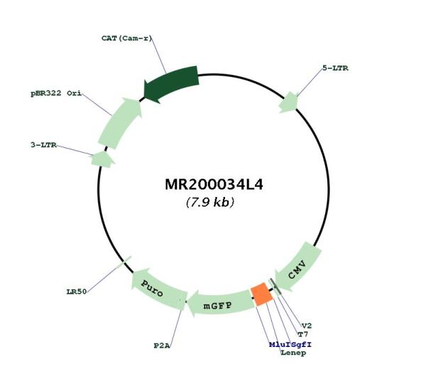 Circular map for MR200034L4