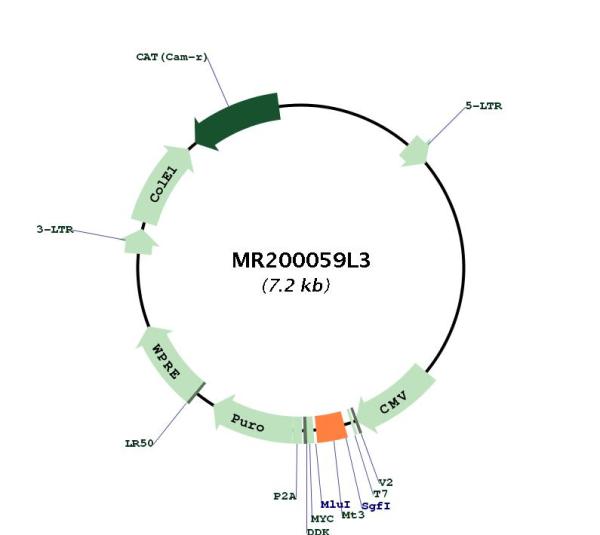 Circular map for MR200059L3