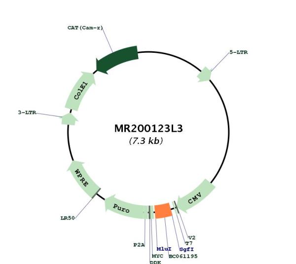 Circular map for MR200123L3