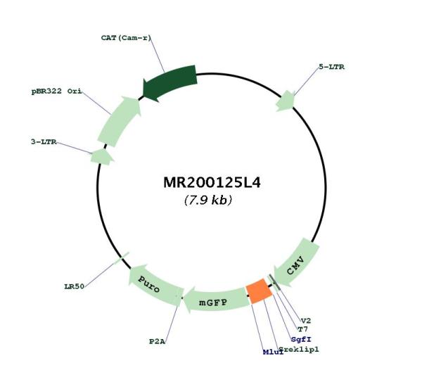 Circular map for MR200125L4