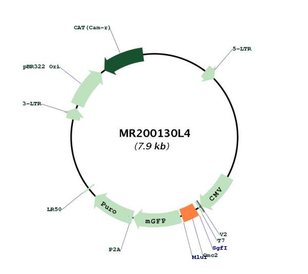 Circular map for MR200130L4