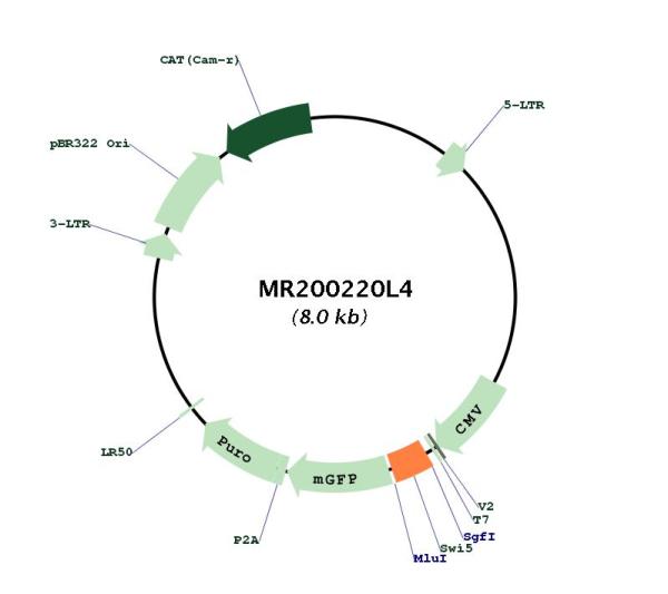Circular map for MR200220L4