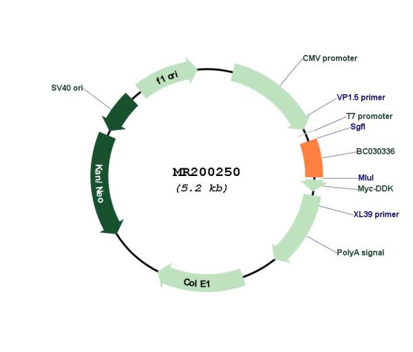 Circular map for MR200250