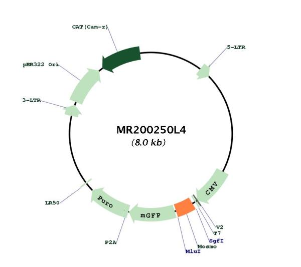 Circular map for MR200250L4