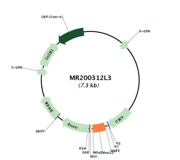 Circular map for MR200312L3