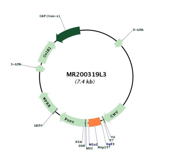 Circular map for MR200319L3