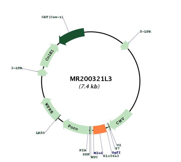 Circular map for MR200321L3
