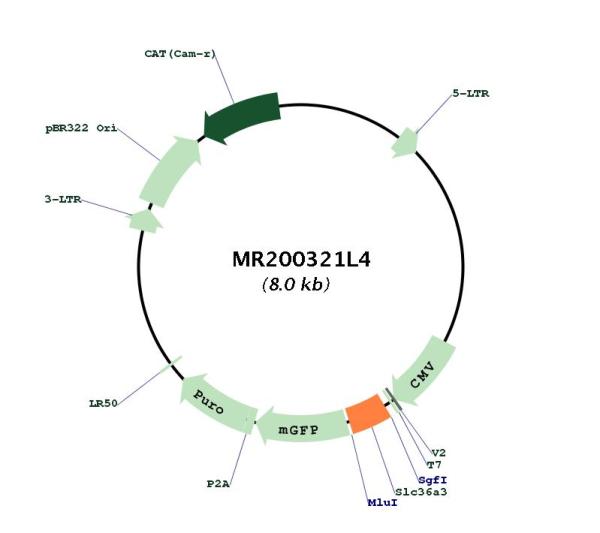 Circular map for MR200321L4