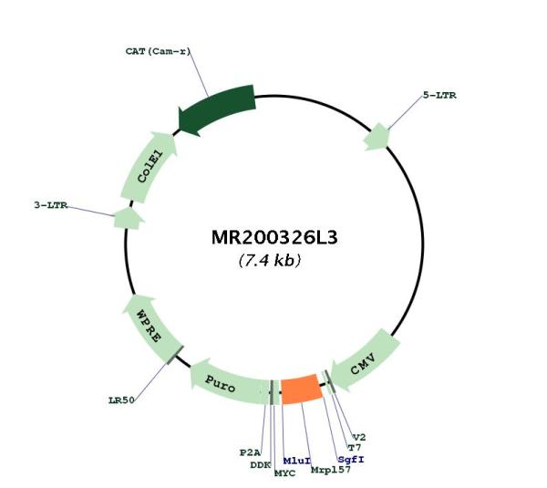 Circular map for MR200326L3