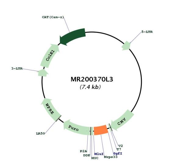 Circular map for MR200370L3