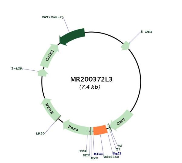 Circular map for MR200372L3