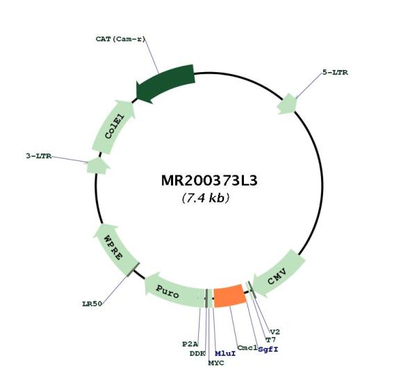 Circular map for MR200373L3