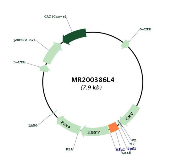 Circular map for MR200386L4