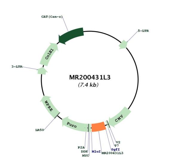 Circular map for MR200431L3