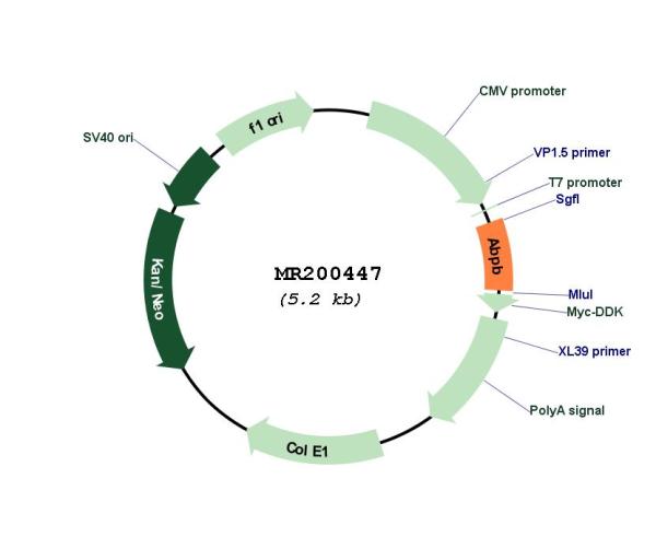 Circular map for MR200447