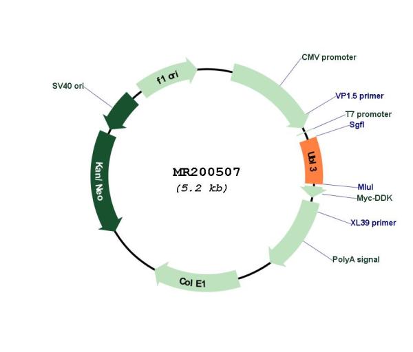 Circular map for MR200507