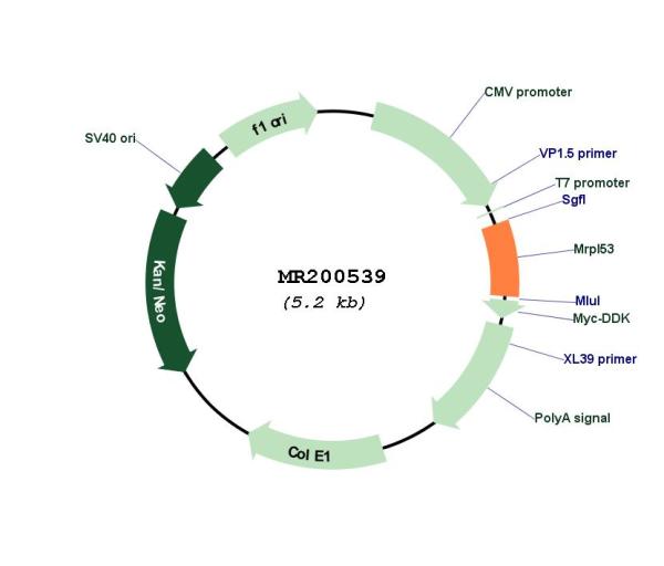 Circular map for MR200539