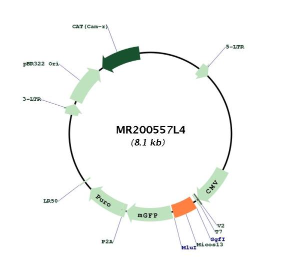 Circular map for MR200557L4