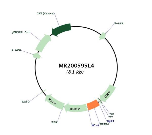Circular map for MR200595L4