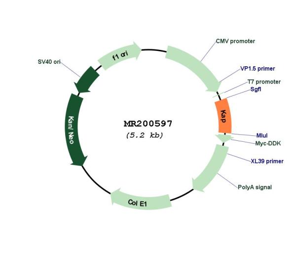 Circular map for MR200597