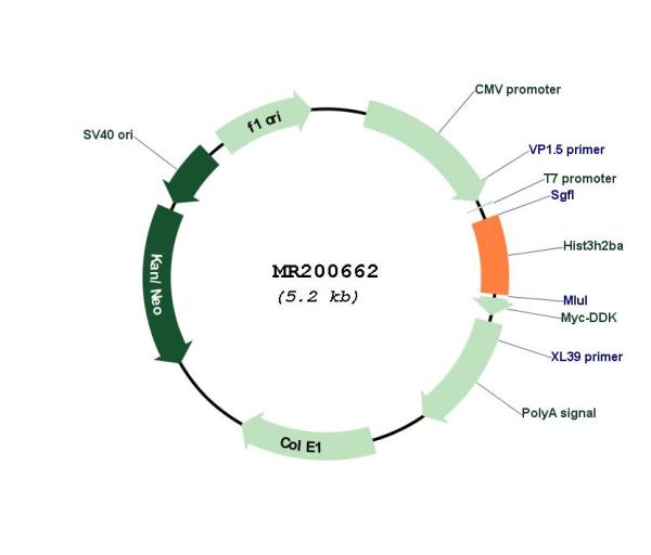 Circular map for MR200662