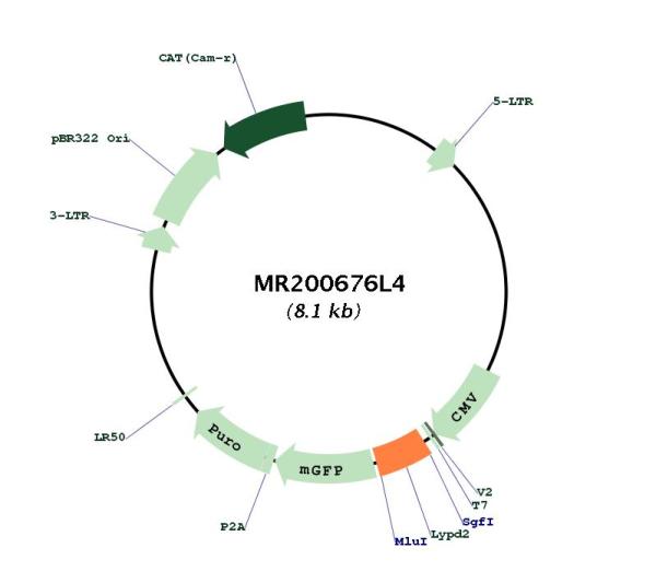 Circular map for MR200676L4