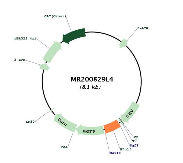 Circular map for MR200829L4