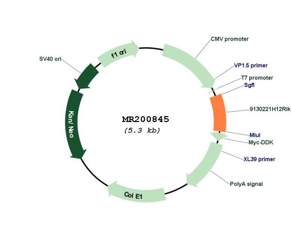 Circular map for MR200845