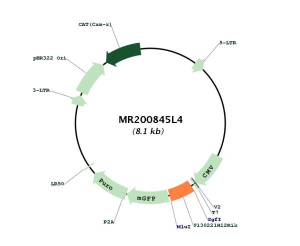 Circular map for MR200845L4
