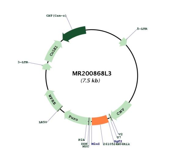 Circular map for MR200868L3