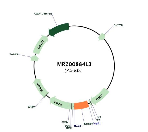 Circular map for MR200884L3