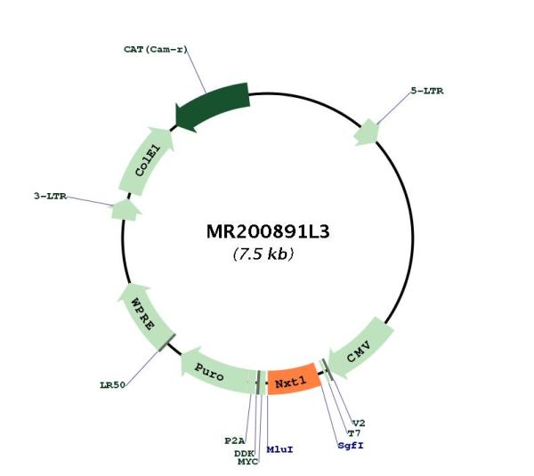 Circular map for MR200891L3