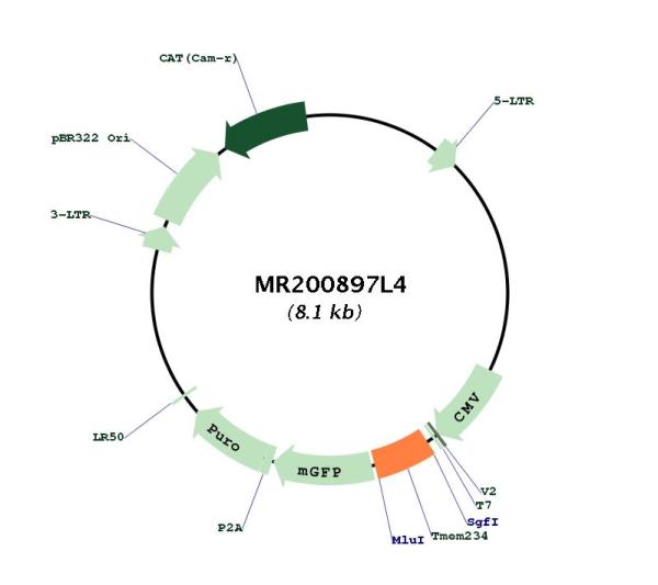 Circular map for MR200897L4