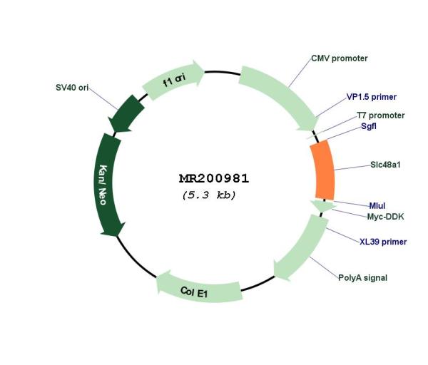 Circular map for MR200981