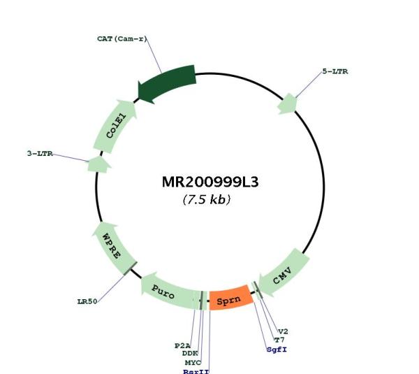 Circular map for MR200999L3
