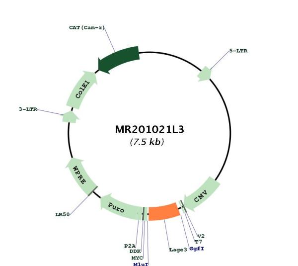 Circular map for MR201021L3