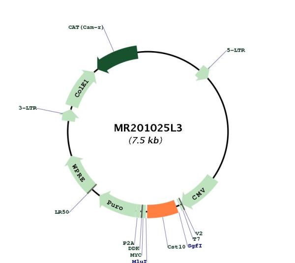 Circular map for MR201025L3