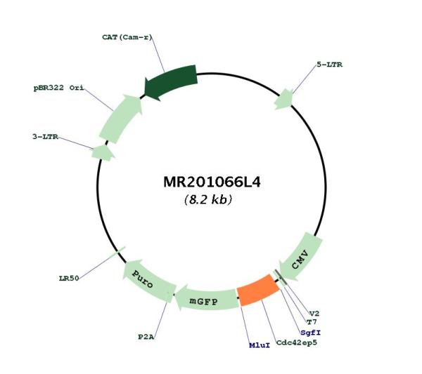Circular map for MR201066L4