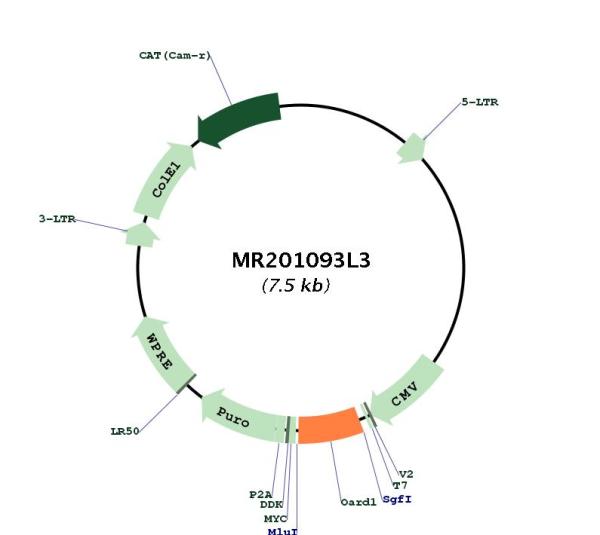 Circular map for MR201093L3