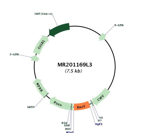 Circular map for MR201169L3
