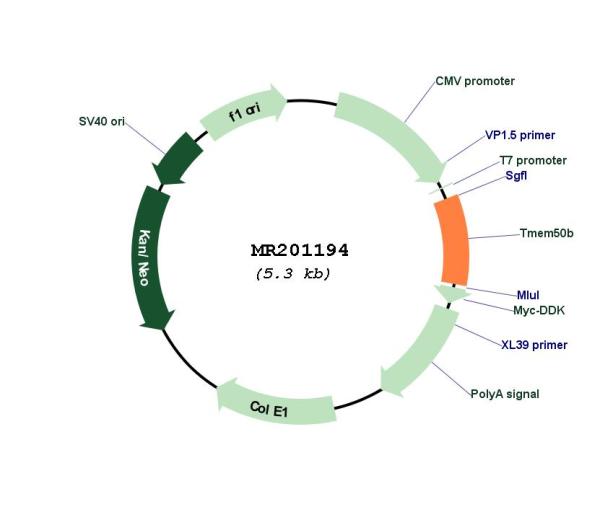 Circular map for MR201194