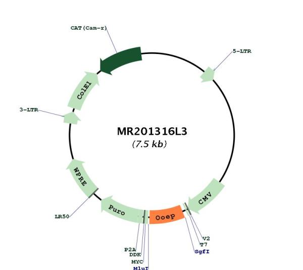 Circular map for MR201316L3